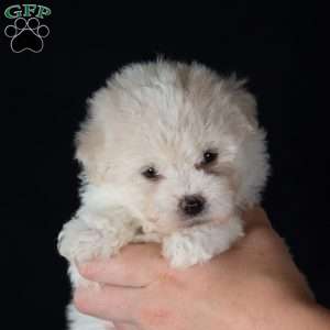 Tina (Mini), Bichon Frise Puppy